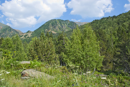 blooming in alpine meadows in summer sunny day