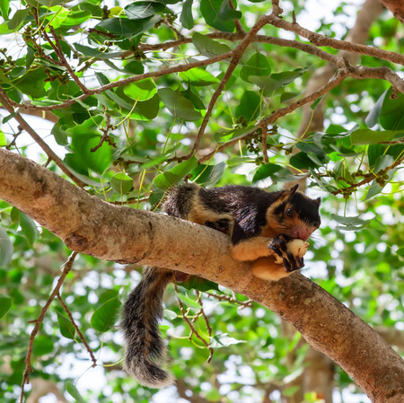 Black squirrel(Ratufa bicolor) on the tree in nature .の写真素材