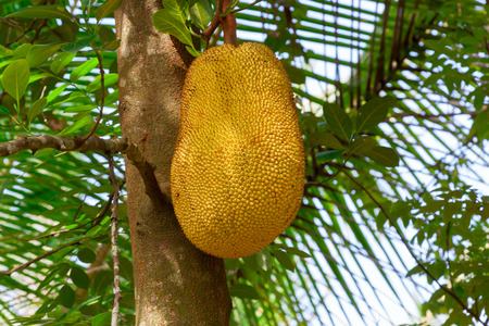 Ripe breadfruit (Artocarpus altilis) on a tree in a jungle forest.