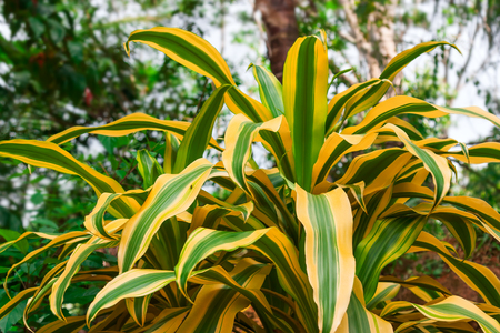 Bright tropical plant with golden striped leaves (Dracaena Reflexa "Song of Jamaica").の写真素材