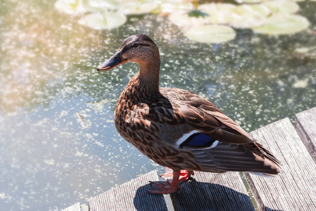 Wild duck on the bank of the river.の写真素材