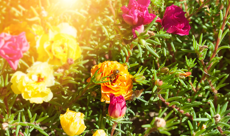 Common Purslane, Verdolaga, Pigweed, Little Hogweed or Pusley flower, pink ,yellow flower in sunny day.の写真素材