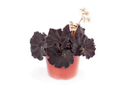 Beautiful begonia in a flower pot. Hybrid begonia Black Mambo. Decorative houseplant family flowering Begoniaceae.の写真素材