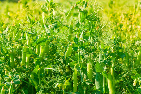 The green peas in the vegetable garden.の写真素材