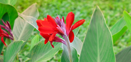 Red canna flowers on a background of green leaves.の写真素材