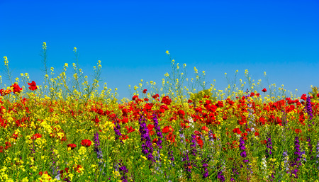 Beautiful landscape field with red wild poppy flowers and other wildflowers against blue sky.の写真素材