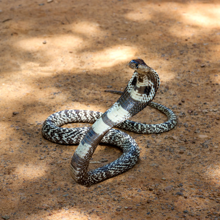 King cobra sliding along the sand .The world's longest venomous snake .