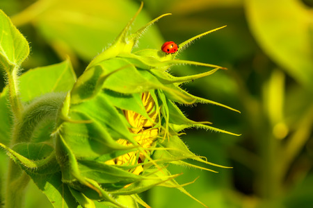 Bright red ladybug on a sunflower.Beautiful summer scene.
