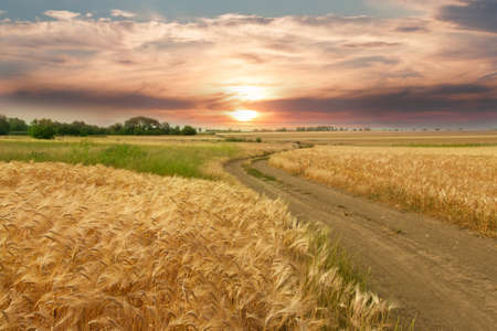Golden wheat field on the background of hot summer sun and blue sky with white clouds.Ground road leaving to the horizon. Beautiful summer landscape.の写真素材