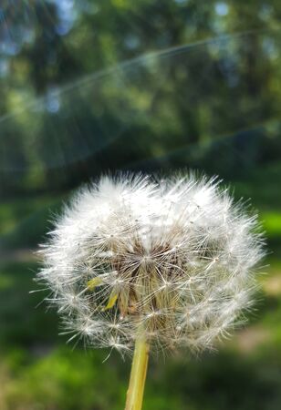 dandelion seed head on green backgroundの写真素材