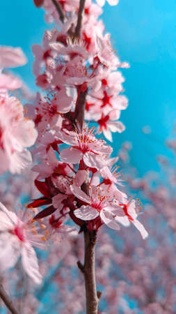 Macro closeup cherry blossom tree branch against a blue sky. Soft focus natural pink Spring Flowers. Nature backgroundの写真素材