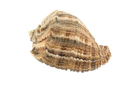 sea shell