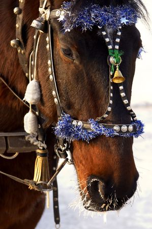winter horseの写真素材