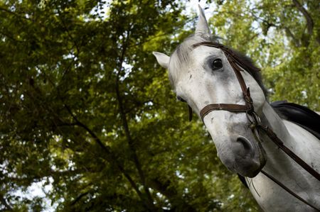 Grey horseの写真素材