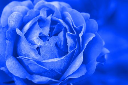 blue rose in close upの写真素材