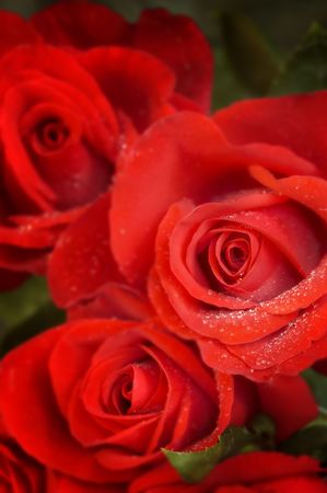 roses in macro(special soft f/x,focus point on thr nearest flower)の写真素材