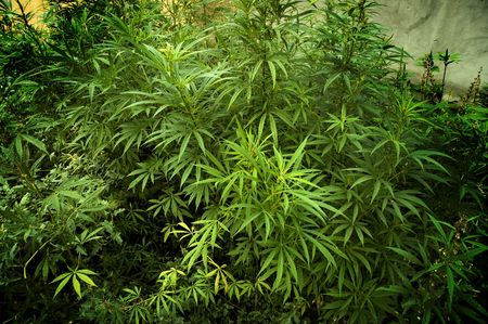 hemp(special photo f/x)