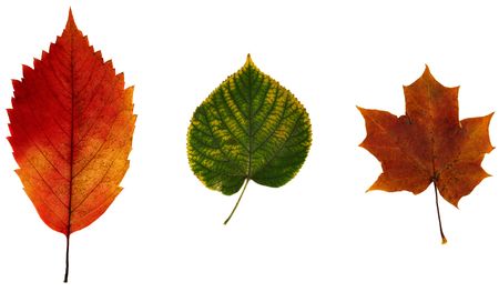 isolated leafs for design workの写真素材
