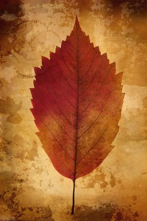 grunge leaf (great old paper texture(special f/x,all art elements and prints made by me  )