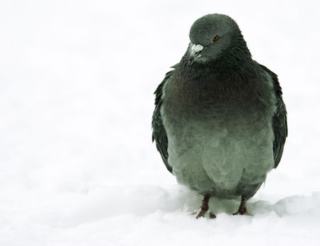 winter bird,focus point on the eye(special toned)の写真素材