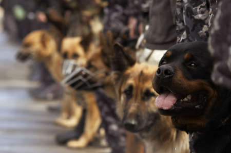 working dogs (special photo f/x toned, focus point on Rottweiler)の写真素材