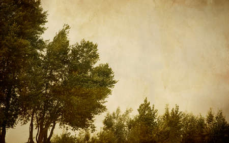 vintage treeの写真素材