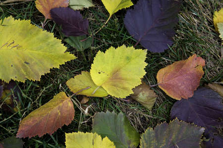 autumn concept