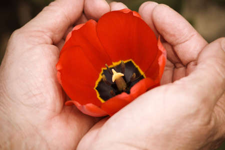 safe and sound ( focus point on cenetr part of tulip)の写真素材