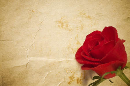 red roseの写真素材