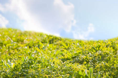 springの写真素材