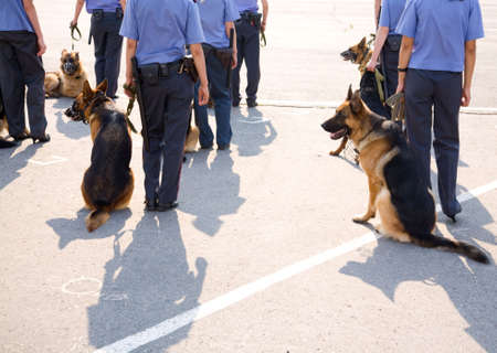 working dogsの写真素材