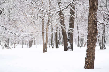 winterの写真素材