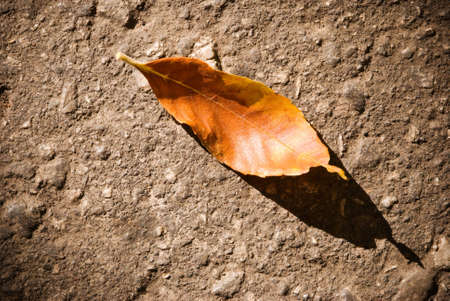 autumn leafの写真素材