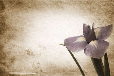 flowerの写真素材