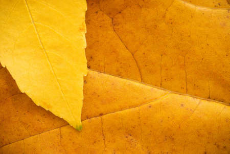 fall background