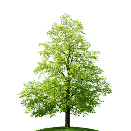 isolated tree