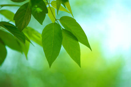 foliage ,selective focus on part of leaf (focus on center of photo )