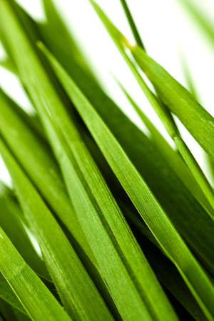 grass