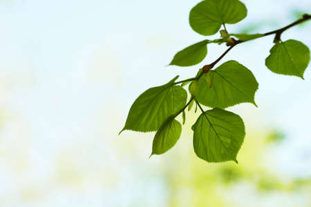 summer foliageの写真素材