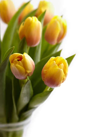 tulipsの写真素材