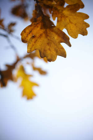 autumn treeの写真素材