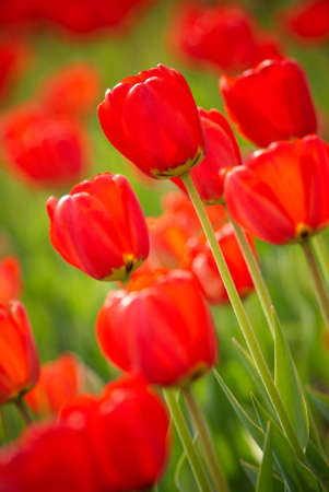 springの写真素材