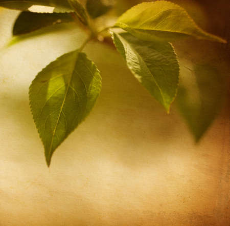 nature concept with stained paper texture, toned f/x, selective focusの写真素材