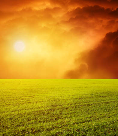 Green field at sunsetの写真素材