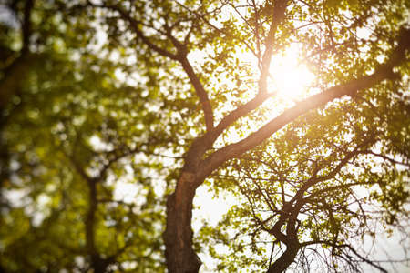 summer tree, natural light, selective focus, made with tilt-shift lensの写真素材