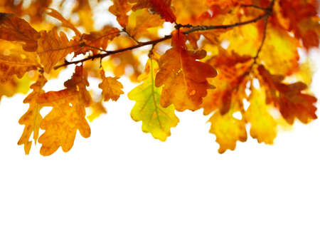 oak leaves isolated on white background, selective focus
