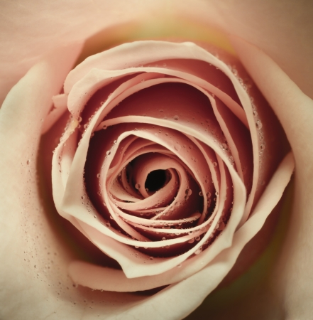beautiful close up pink rose with dropsの写真素材