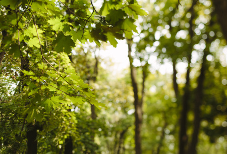 sunny day deep in the forestの写真素材