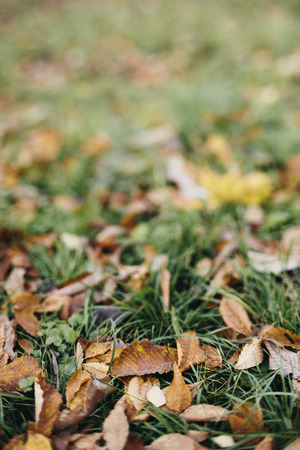 nature background with bright red, orange and yellow autumn leavesの写真素材