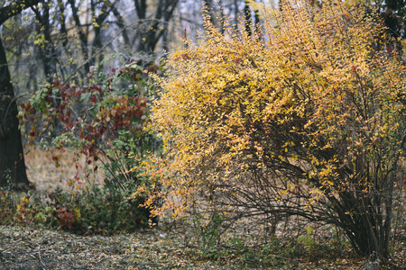 autumn parkの写真素材